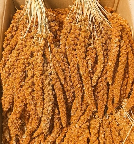 Deutsche kolbenhirse rot - kolbenhirse,