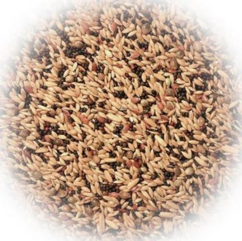 Kanarienfutter mit rübsen - kanarienfutter,