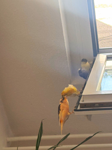 Vogelkäfig rot grau für - rot/grau,